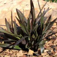 A spiky, green Dianella 'Blaze™' in a 6" Pot is nestled among wood chips and a large rock in the garden setting.