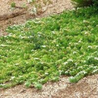 A patch of Myoporum 'Fine Leaf' 6" Pot flowers blooming among green foliage, set in a bed of gravel.