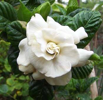 Trendy Tractor Seat Plant 8 inch