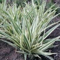 A dense cluster of spiky, variegated green and white leaves emerges gracefully from the ground, reminiscent of the Dianella 'Wyeena®' Flax Lily in a 7" pot.