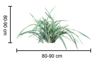 Dianella 'Wyeena®' Flax Lily is a green leafy plant about 80–90 cm tall and wide, beautifully grown in a 7" pot.