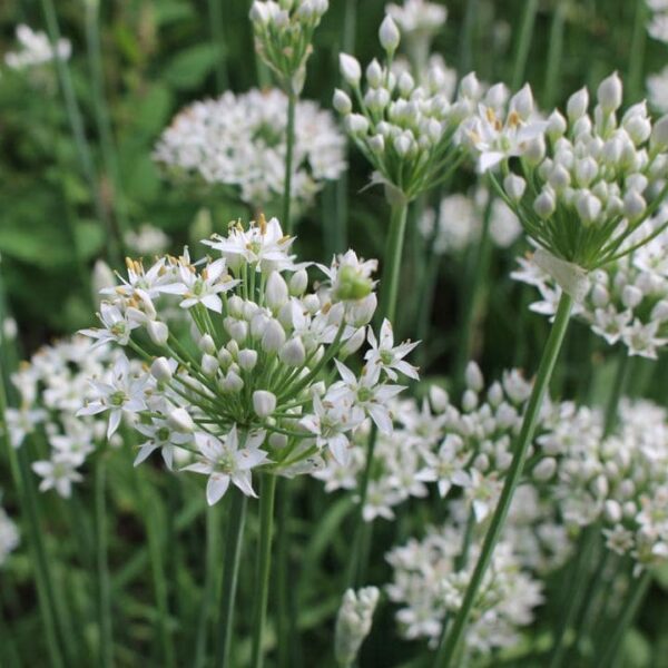 Clusters of Chives 'Garlic', with small white petals and green stems resembling delicate chive blossoms, adorn the garden setting.