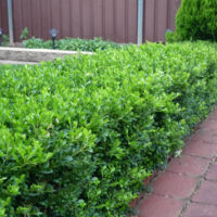 Buxus Microphylla "Korean Box"