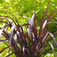 Phormium 'Black Beauty' Flax 6" Pot