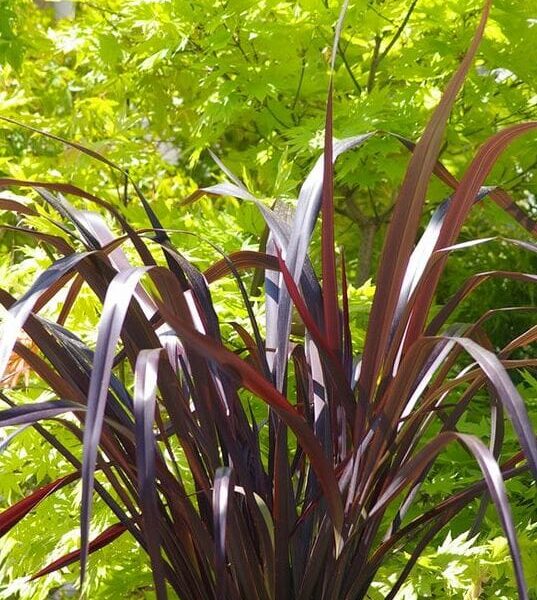 Phormium 'Black Beauty' Flax 6" Pot