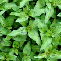Top view of a dense patch of fresh green leaves with visible droplets of water, resembling vibrant Mint 'Vietnamese' often used in aromatic Vietnamese cuisine.