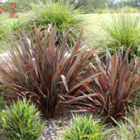 A garden with Phormium 'Flamin®' Flax 6" Pot plants and rocks.