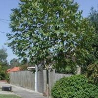 A Platanus 'Cut-Leaf Plane Tree' 16" Pot in front of a house in a residential area.