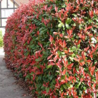 Photinia Red Robin