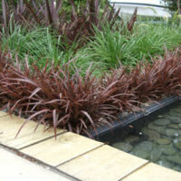 A garden with a pond and Phormium 'Sweet Mist' Flax 7" Pot plants.