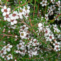 Astartea 'False Baeckea' 6" Pot (Economy Grade) on a bush.