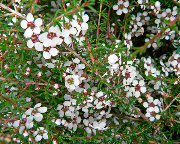 Astartea 'False Baeckea' 6" Pot (Economy Grade) on a bush.