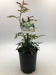 Banksia Rose 'White' 6" Pot - Image 4