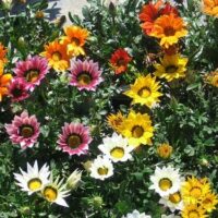 A group of colorful Gazania 'New Day Mix' 6" Pot flowers in a pot.