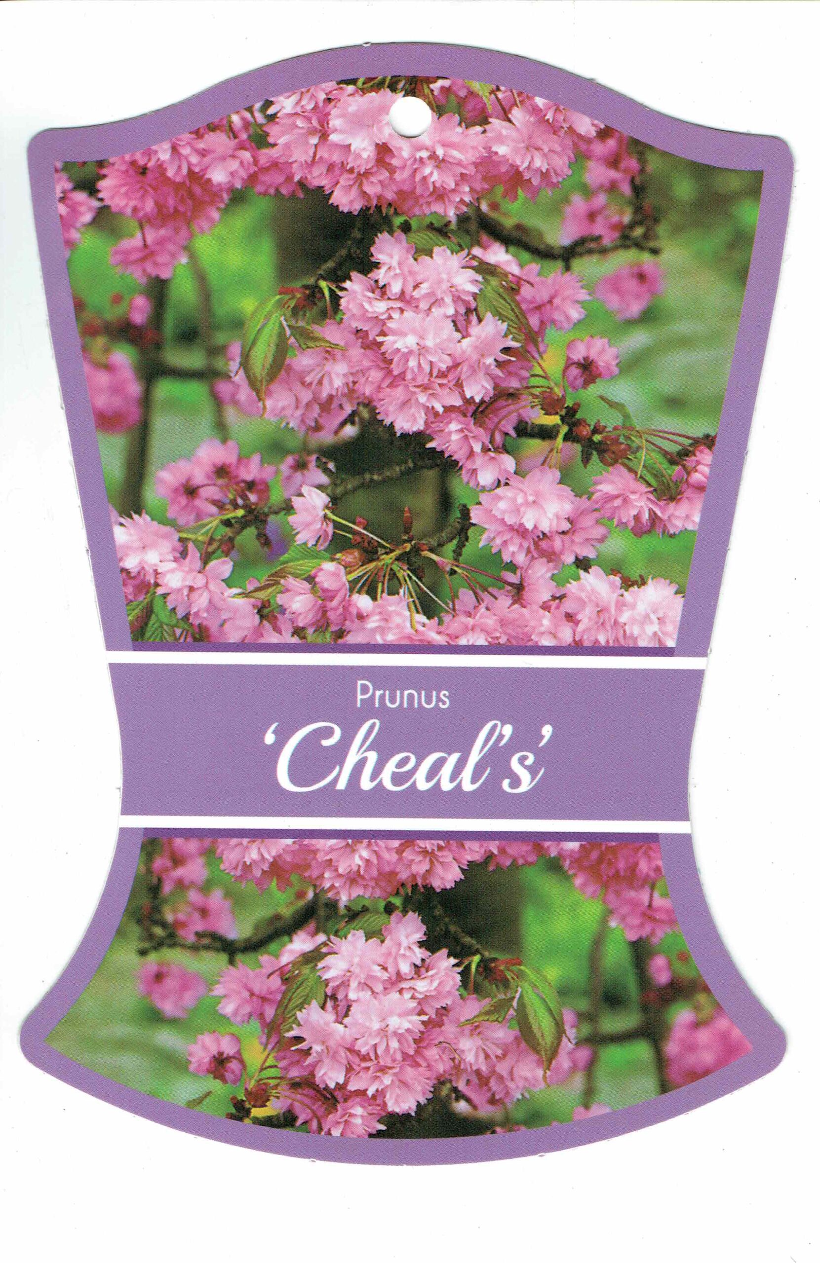 The sentence already contains the product name "Prunus 'Cheals' Weeping Cherry," so no replacement is necessary. The sentence remains:
"A label featuring an image of pink cherry blossoms with the text 'Prunus 'Cheals' Weeping Cherry' in the center against a purple background.