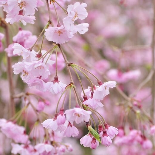 Close-up of pink cherry blossoms hanging from a branch, with a blurred background of more blooms, showcasing the stunning Prunus 'Rosea' Pink Weeping Cherry in its full springtime glory.