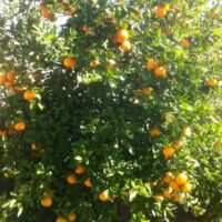 A lot of Citrus 'Orlando' Tangelo 16" Pot on a tree.