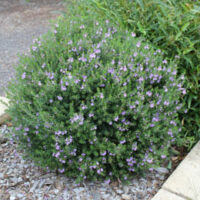 Westringia fruticosa 'Blue Gem™'