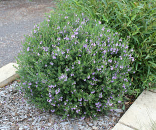 Westringia fruticosa 'Blue Gem™'