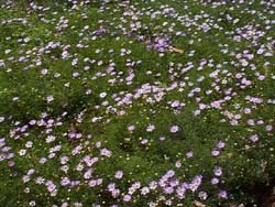 A field of Brachyscome 'Cut-Leaf Daisy Purple' 6" Pot, also known as Cut-Leaf Daisies, in a wooded area.
