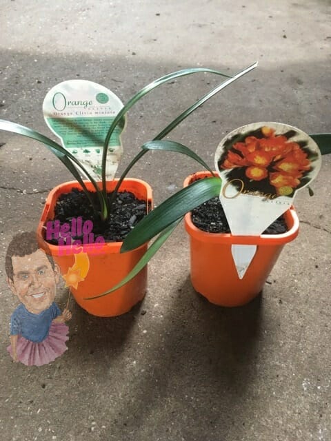 Clivia Miniata ORANGE 5inch pot In Store @ Hello Hello