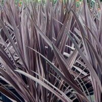 A close-up of the tall, spiky leaves of Cordyline 'Black Knight', densely clustered like regal armor in a rich dark purple.