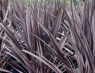 A close-up of the tall, spiky leaves of Cordyline 'Black Knight', densely clustered like regal armor in a rich dark purple.
