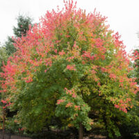 The Acer rubrum 'Red Maple' 8" Pot features green leaves that turn brilliant red and orange in autumn, making it a standout among outdoor trees.