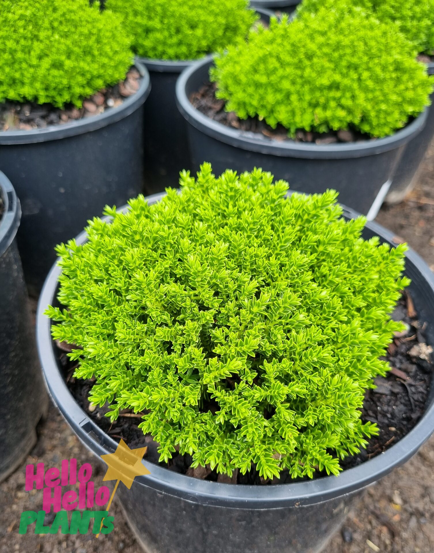 Hebe 'Emerald Green' - Image 3