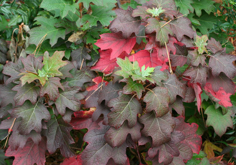 Hydrangea quercifolia 'Oakleaf' - Image 3