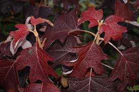 Hydrangea quercifolia 'Oakleaf' - Image 2