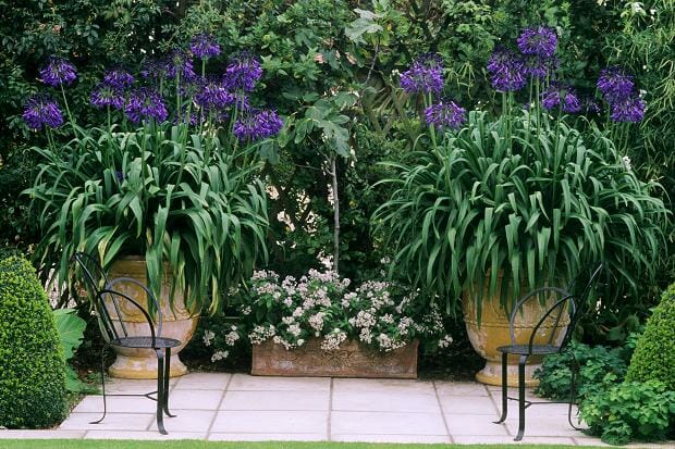 Agapanthus 'Purple Cloud' - Image 2