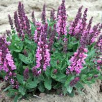 A Salvia 'Sensation Rose' 6" Pot with purple flowers in the dirt.