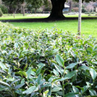 A Sarcococca 'Sweet Box Hedge' 8" Pot, also known as Sarcococca, consisting of lush green plants, beautifully lines the park.