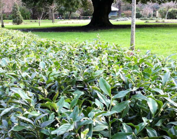 A Sarcococca 'Sweet Box Hedge' 8" Pot, also known as Sarcococca, consisting of lush green plants, beautifully lines the park.