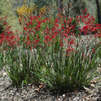 Anigozanthos 'Tall Red' Kangaroo Paw 6" Pot