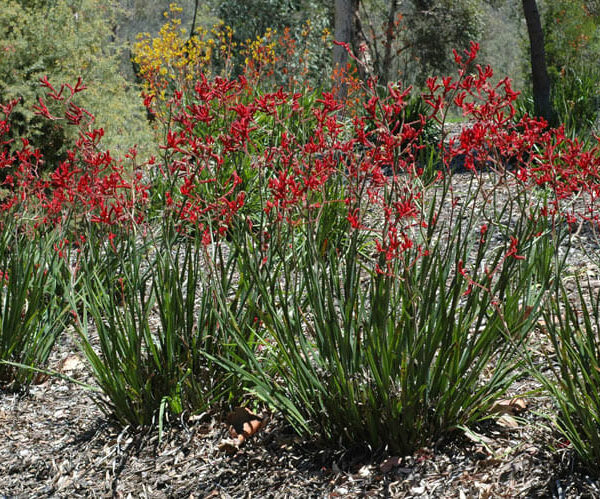 Anigozanthos 'Tall Red' Kangaroo Paw 6" Pot