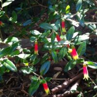 Correa 'Tucker Time Dinner Bells'