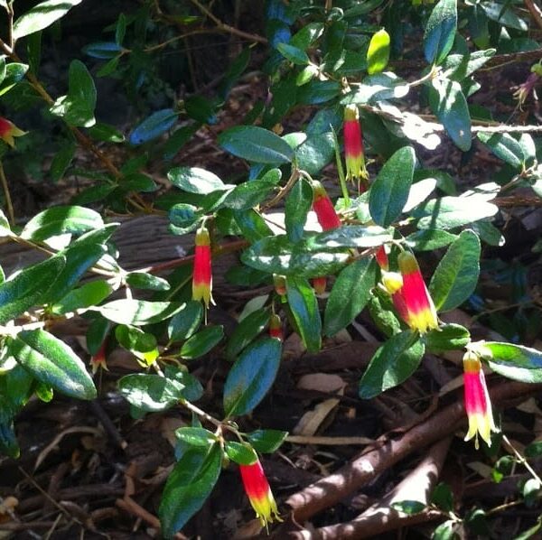 Correa 'Tucker Time Dinner Bells'