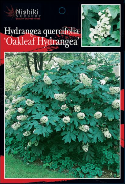 Hydrangea quercifolia 'Oakleaf' - Image 4