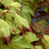 Acer 'Tsuma Beni' Japanese Maple