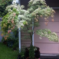 An Acer 'Floating Cloud' Japanese Maple 13" Pot delicately graces the area in front of a garage.