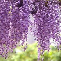 A Wisteria 'Royal Purple' 6" Pot hanging from a tree.