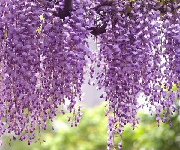 A Wisteria 'Royal Purple' 6" Pot hanging from a tree.