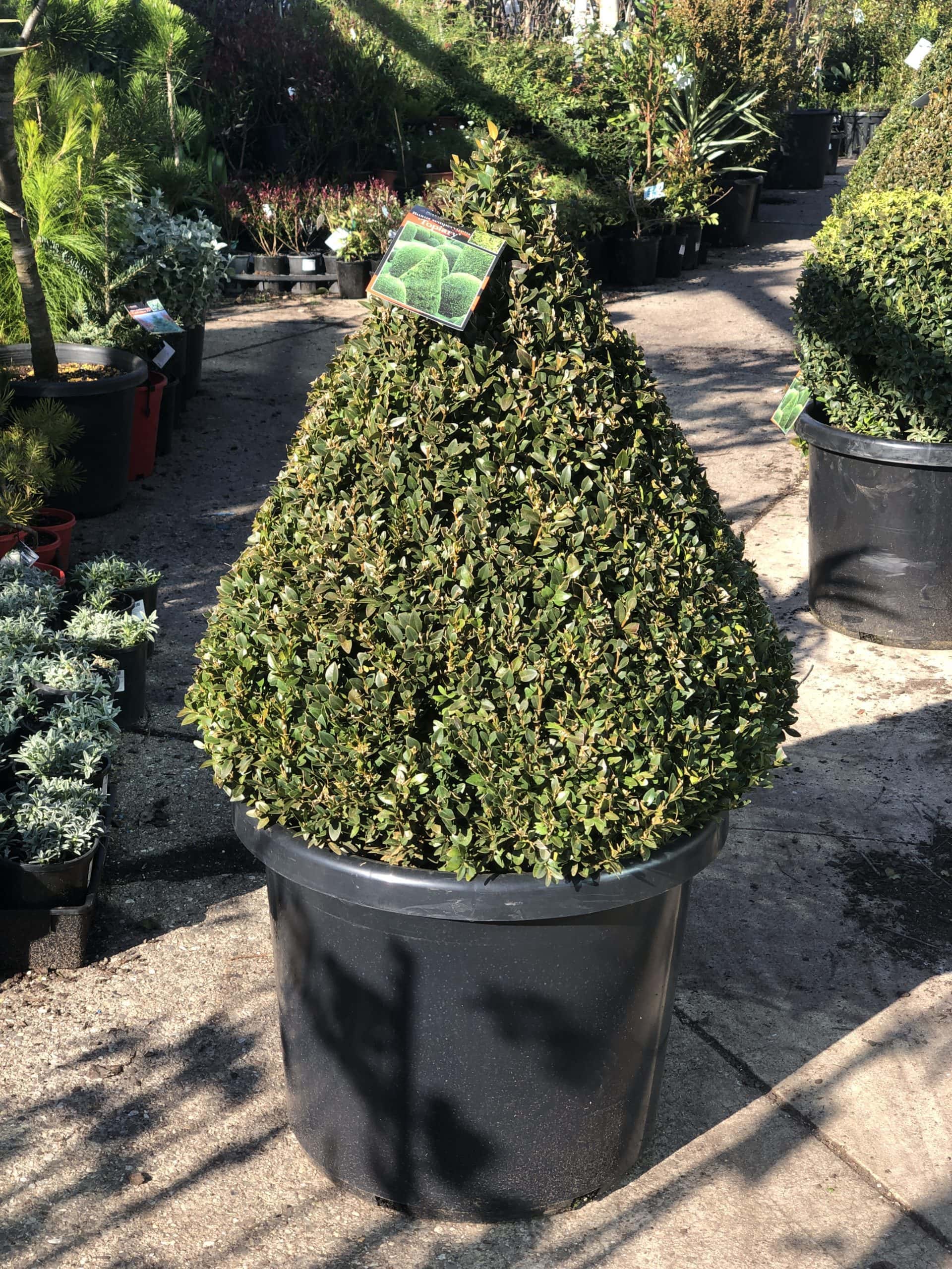 A neatly trimmed Buxus 'English Box' Topiary Cone 20" Pot, shaped into a perfect topiary cone, sits in a large black pot at an outdoor garden center, with various other plants visible in the background.