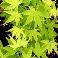 Acer 'Shidava Gold' Japanese Maple