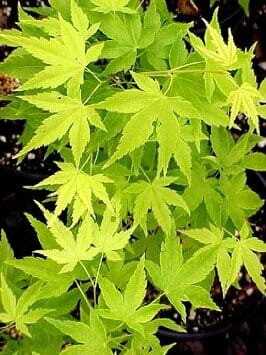 Acer 'Shidava Gold' Japanese Maple
