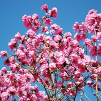 Magnolia 'Caerhays Belle'