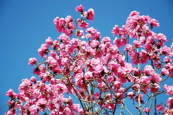 Magnolia 'Caerhays Belle'