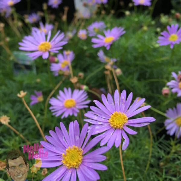 Native Daisy "Break O Day"